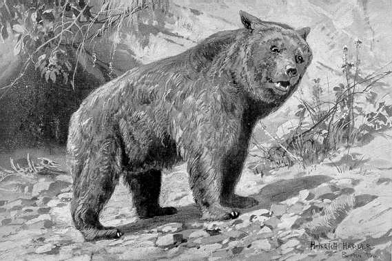 Илустрација пећинског медведа