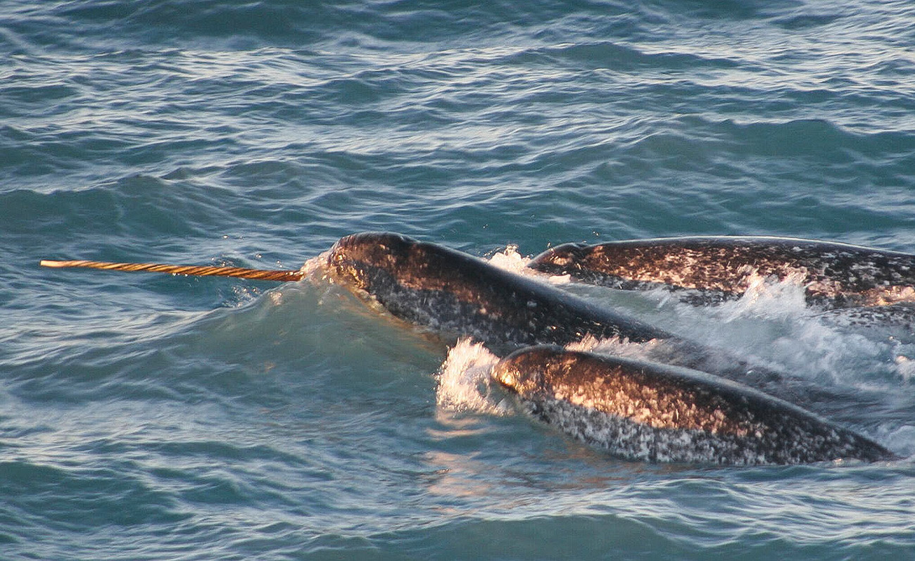 Le narval, connu également sous le nom de licorne des mers, est un cétacé célèbre pour posséder une longue corne pointue.
