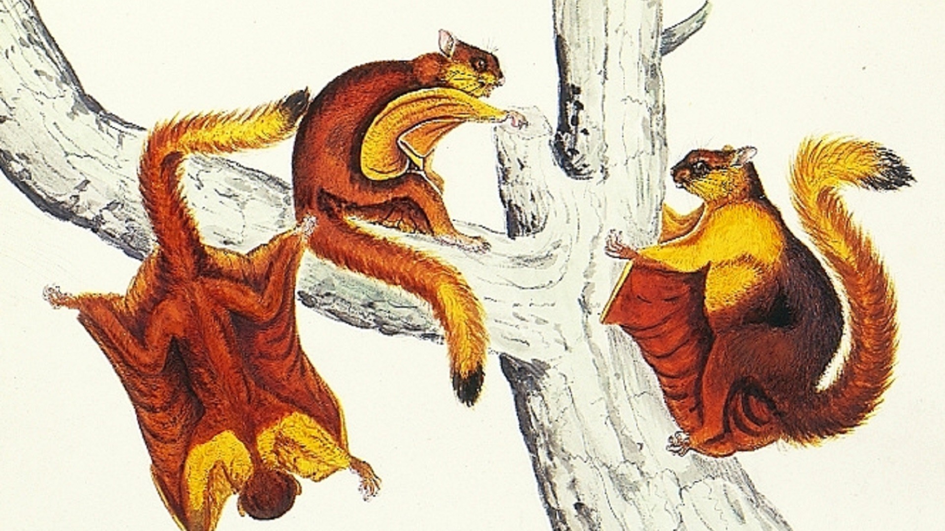 Illustrazione di una specie simile a quella ritrovata, la Petaurista magnificus