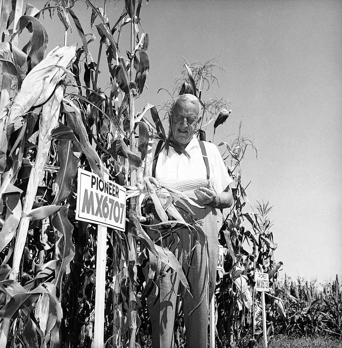Розуел Гарст проверява царевица на експерименталния си парцел в своята ферма в Айова, 9 септември 1959 година. Гарст разработва царевица за употреба като храна за добитък, радикална техника, която предизвика революция във фермата. 