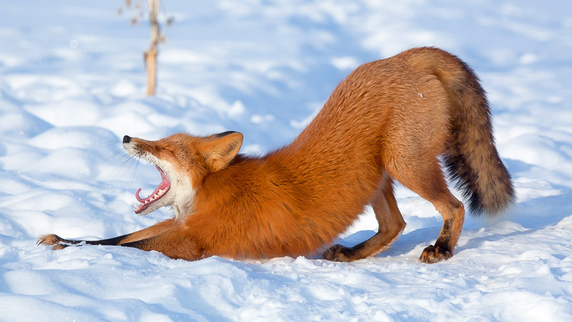Aviez-vous déjà surpris un renard en train de bâiller?