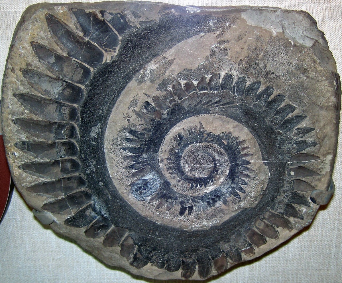 Autre fossile de mâchoire inférieure d'helicoprion