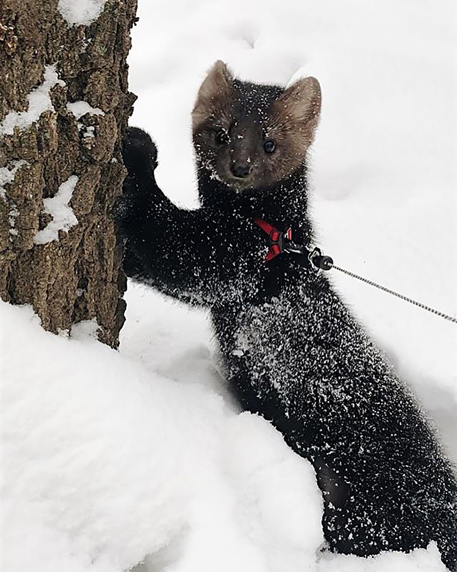 Russian sable saved from a fur coat farm goes VIRAL (PHOTOS) - Russia ...