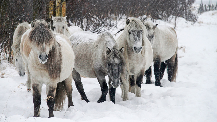 Якутские лошади были первыми животными, завезенными в Плейстоценовый Парк еще в 1996 году.