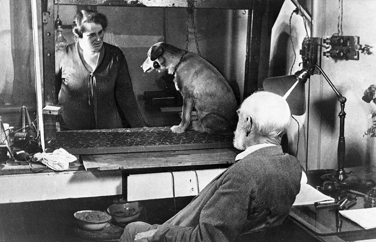 Иван Павлов наблюдава експеримент с куче, лятото на 1934 г.