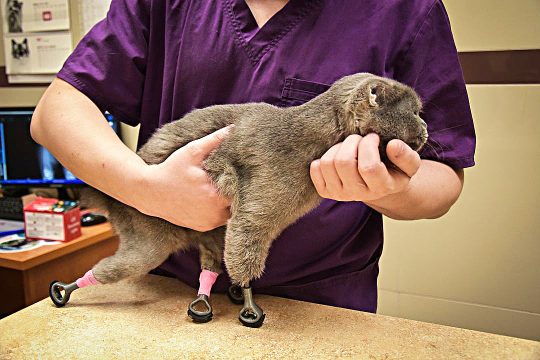 Maček Dimka po operaciji