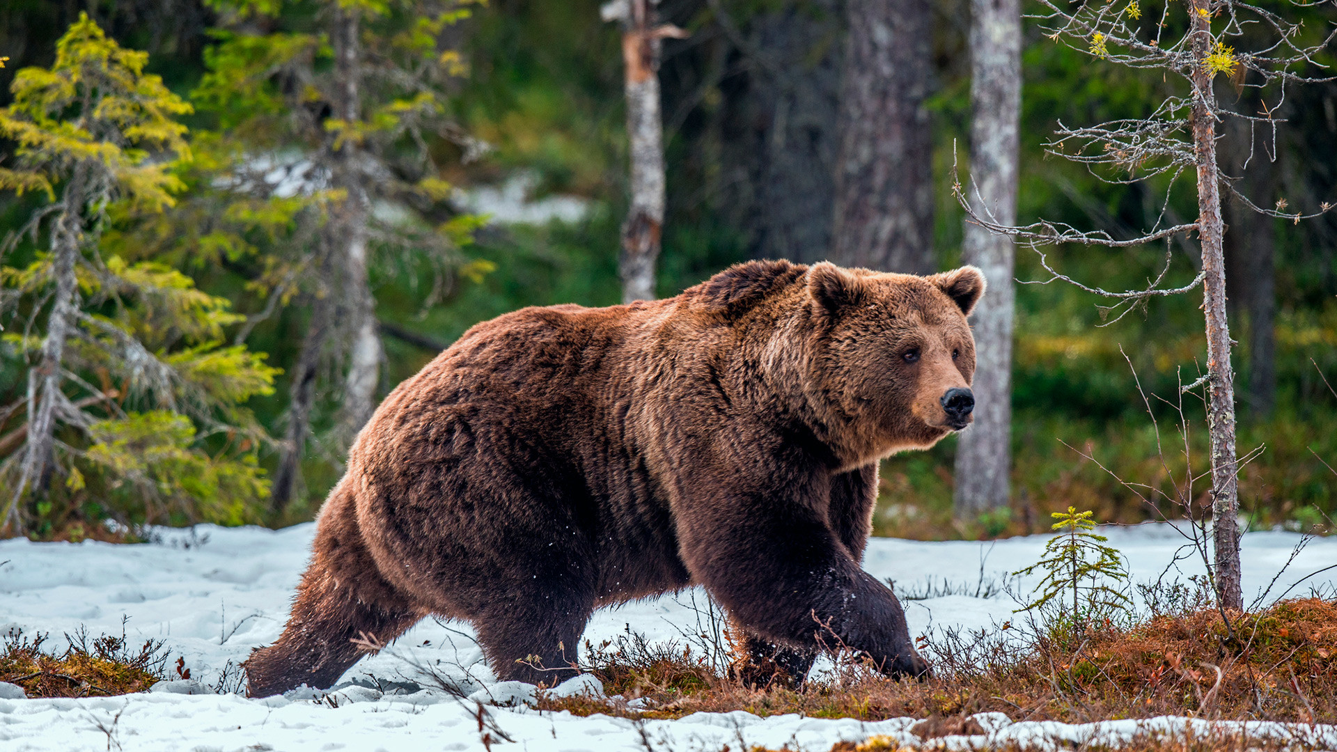 Europski mrki medvjed u divljini tijekom proljeća.

