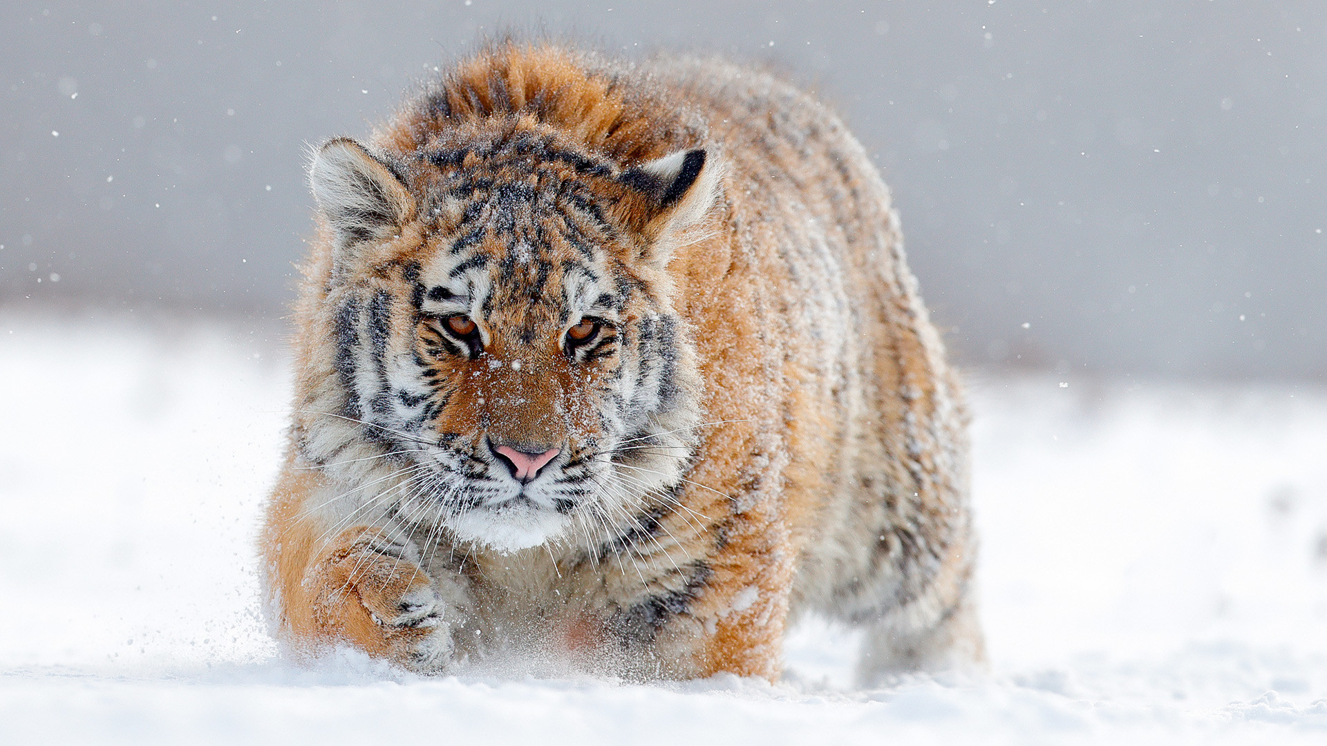 Sibirski tigar u snijegu.