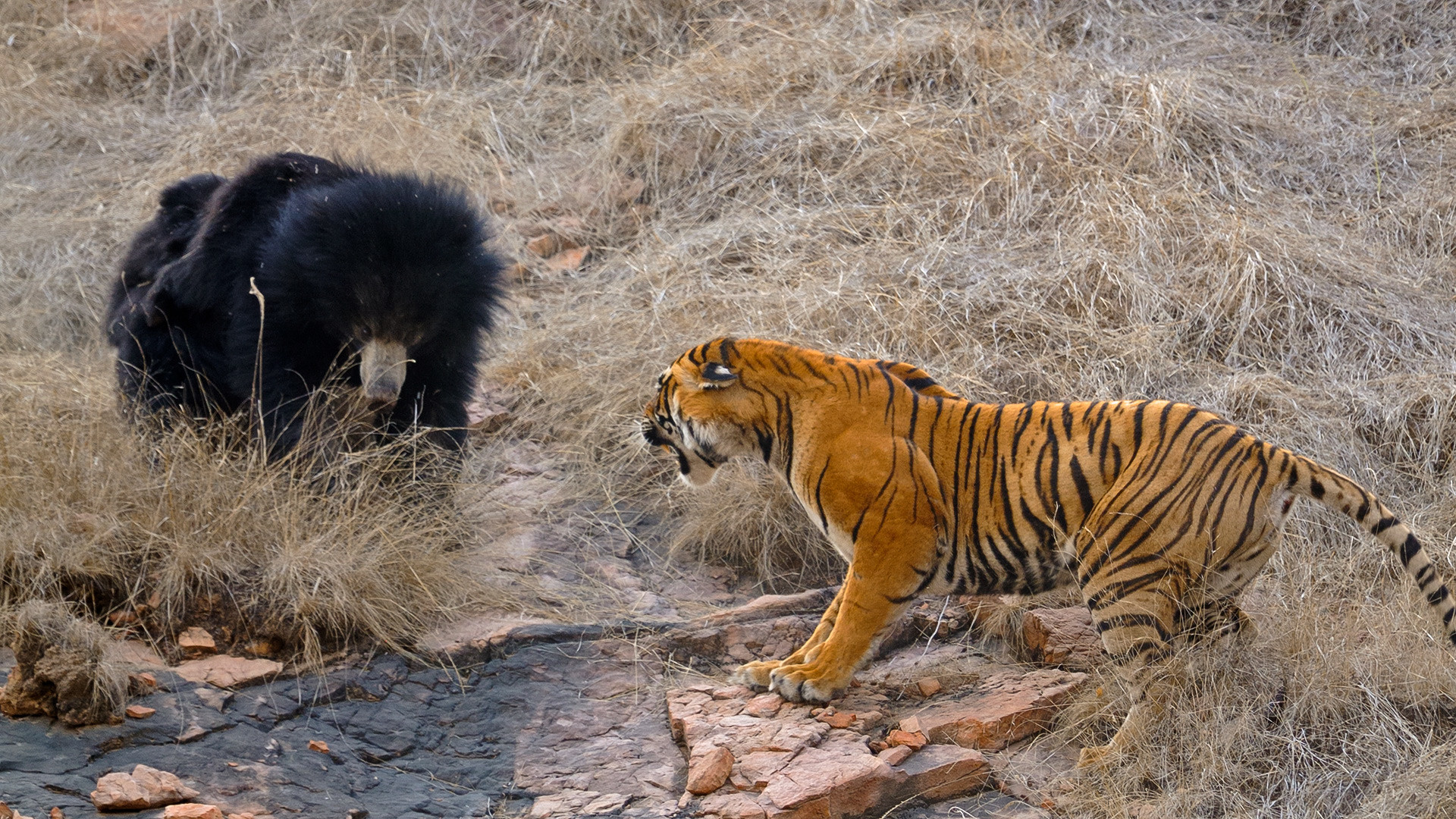 Bear and tiger fight