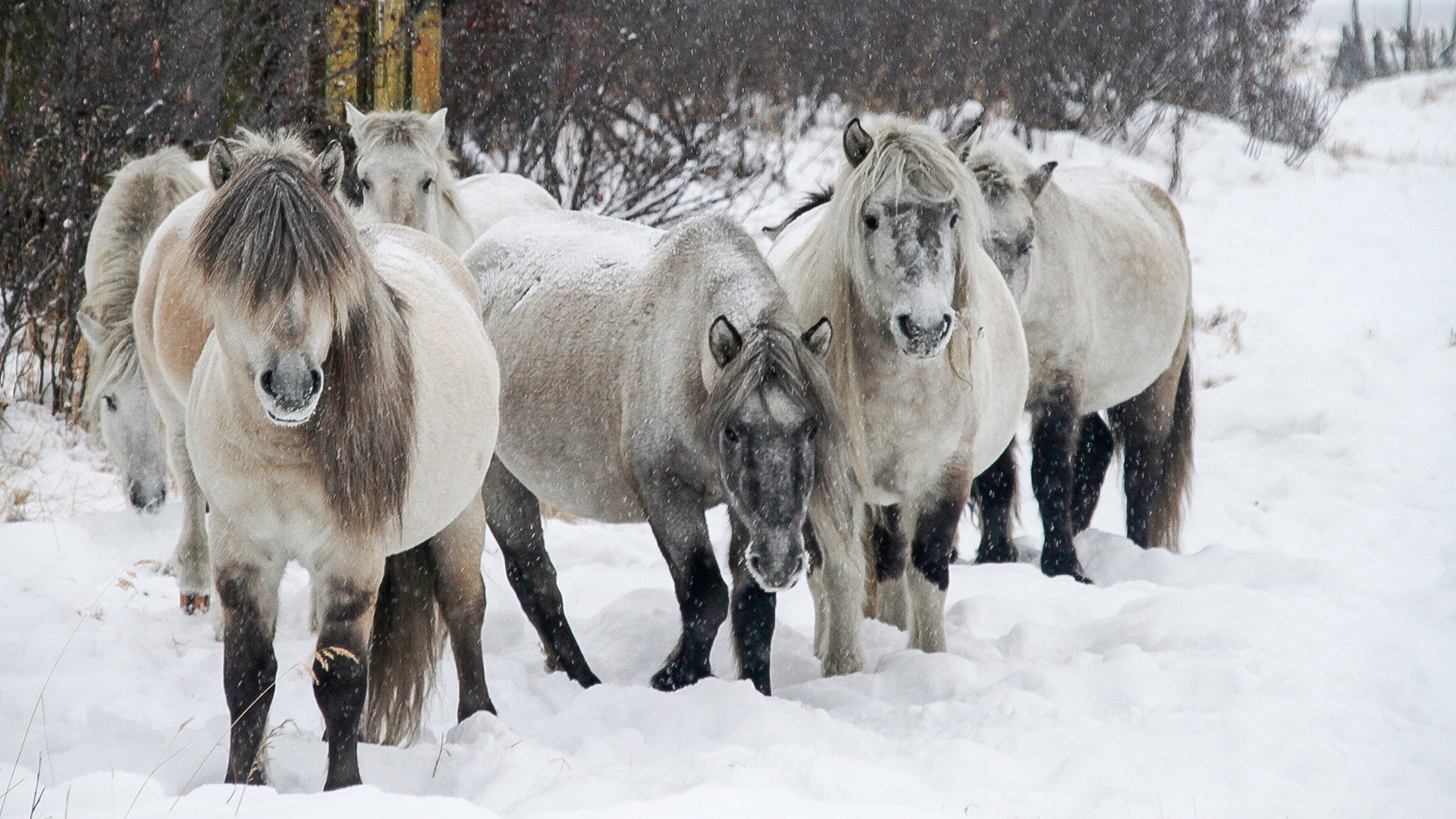 Yakut horses were the first animals that were brought to the Pleistocene Park.