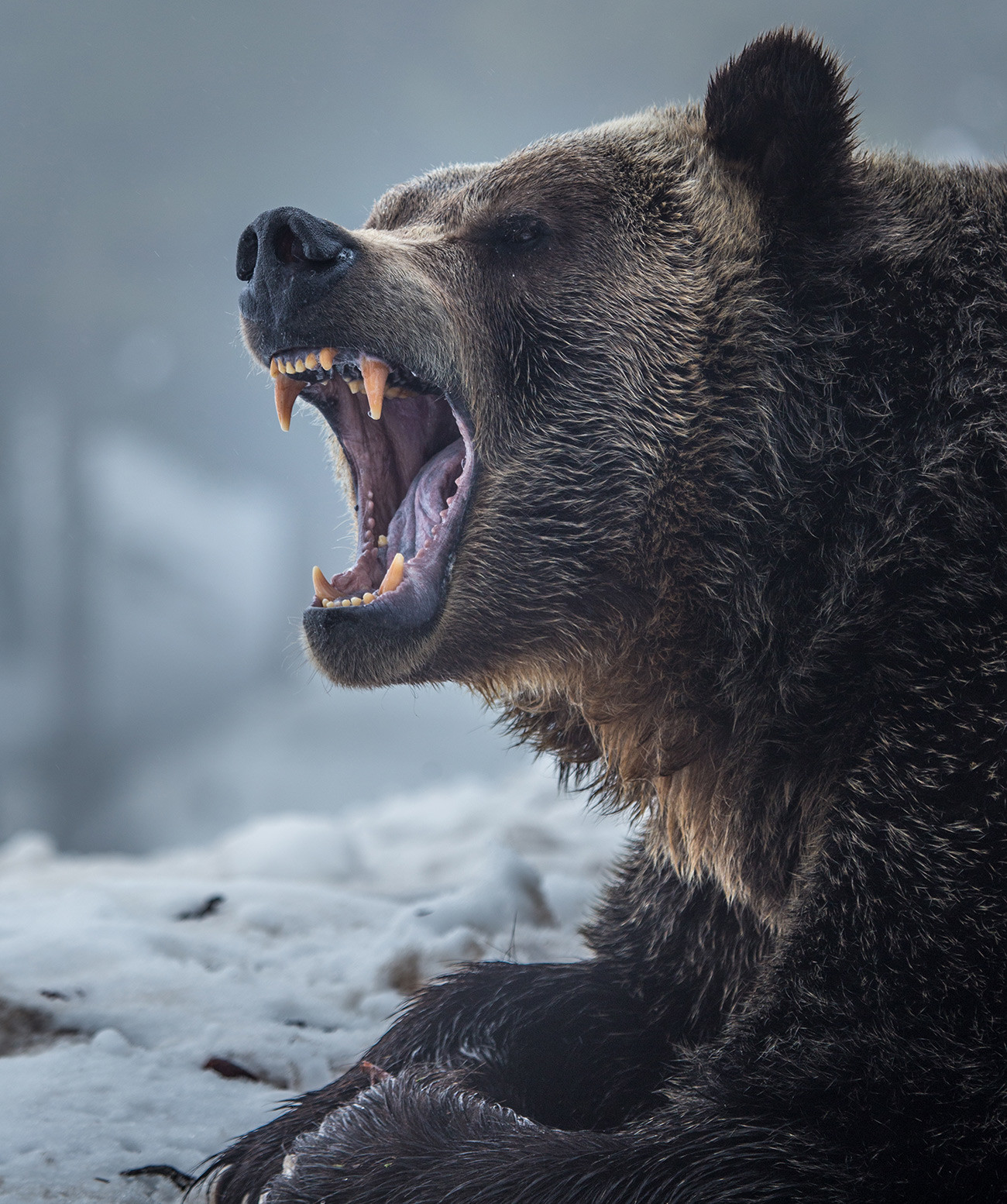 Beruang grizzly memiliki rahang yang kuat.