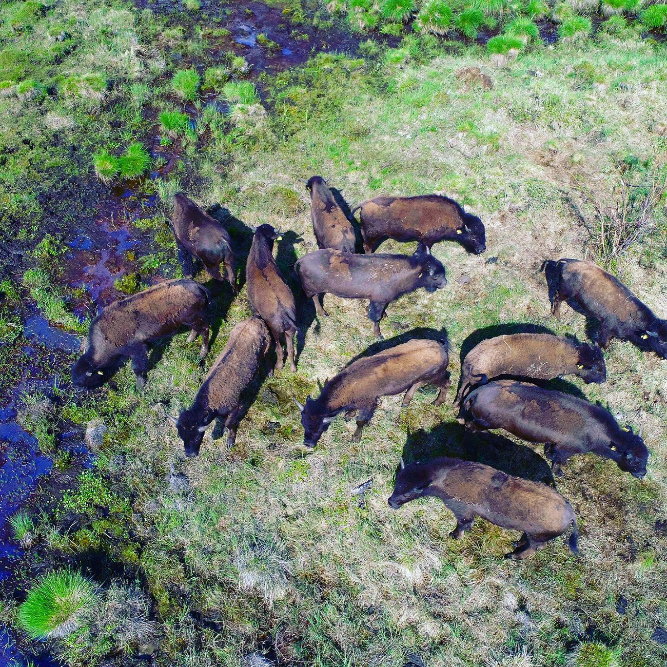Pada 2019, Taman Pleistosen menyambut kerbau-kerbau stepa Amerika Utara yang kini telah beradaptasi dengan iklim setempat.