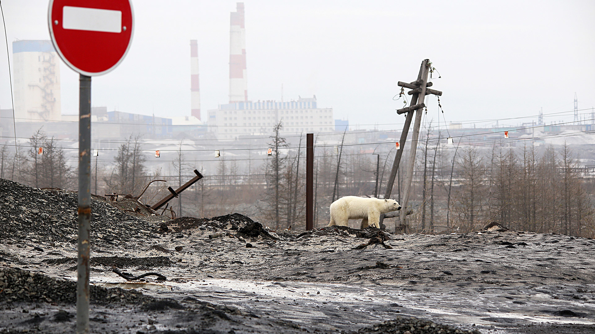Un ours polaire aux abords de Norilsk