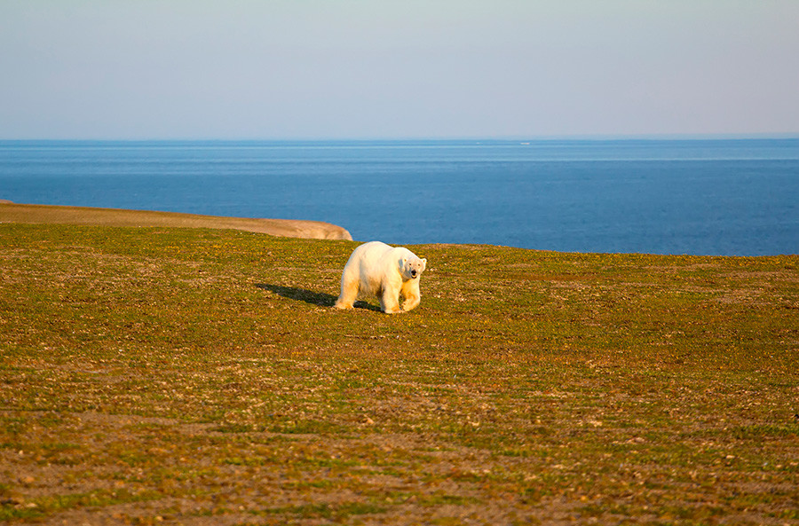 Polar bear on land in the polar day period. Novaya Zemlya archipelago