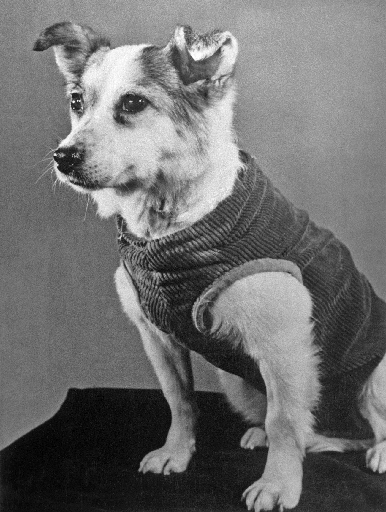 Un perro llamado Zvezdochka (en la foto) allanó el camino para el triunfo de la histórica misión de Yuri Gagarin.