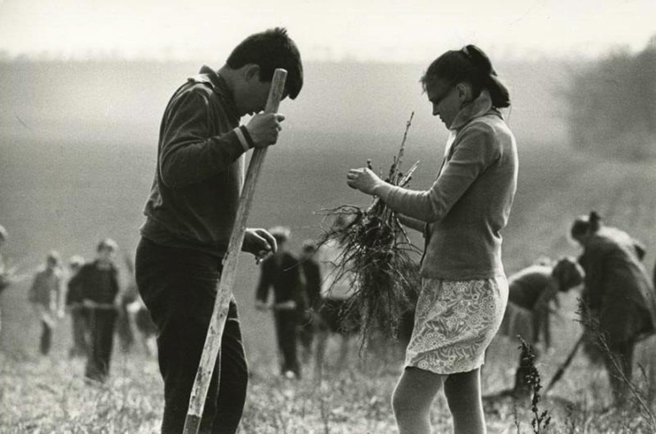 Študenti sadijo drevesa, 1972

