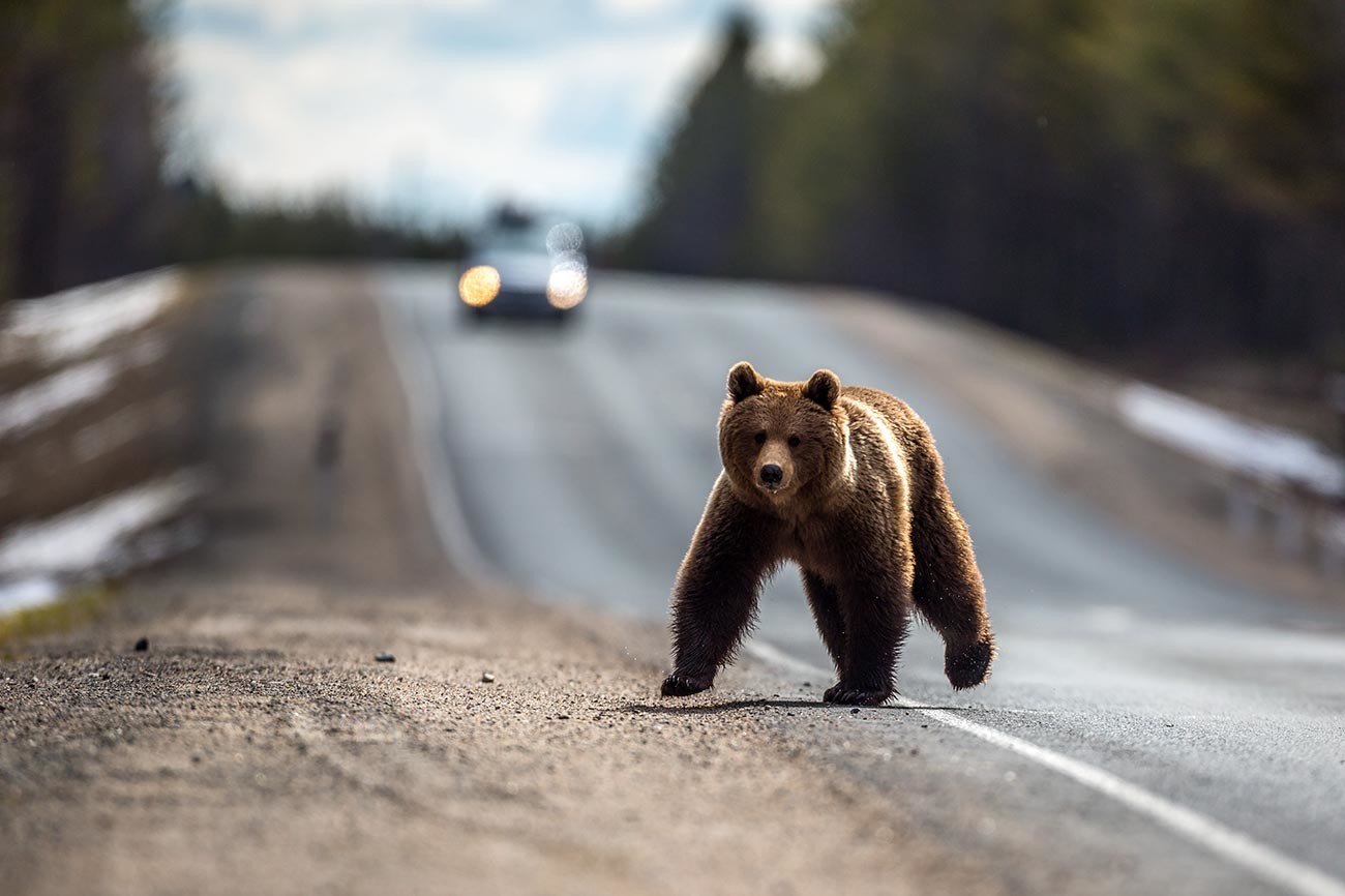 Кафява мечка след хибернация на федералния път Санкт Петербург - Мурманск близо до гр. Беломорск в Карелия
