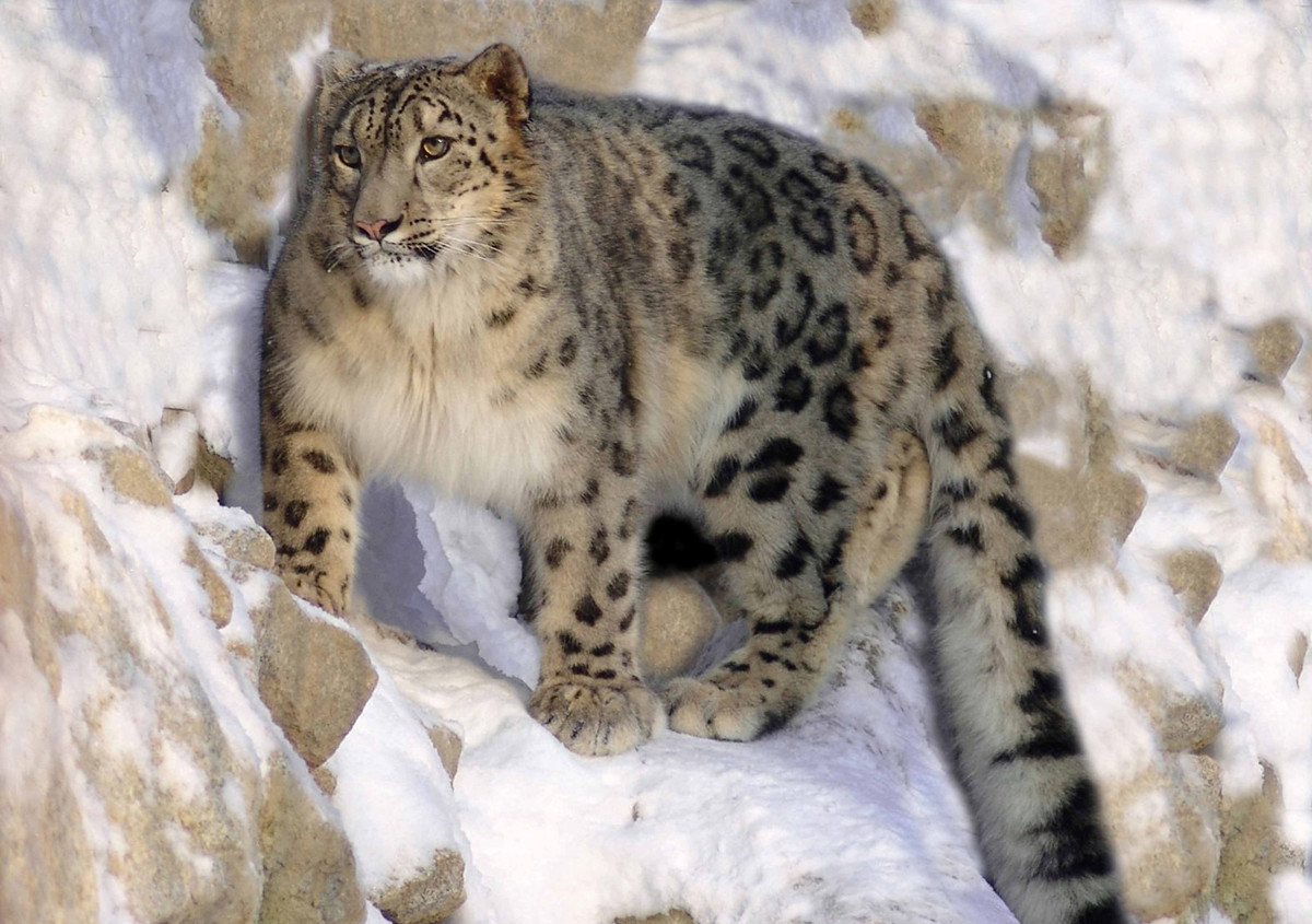 Dix animaux emblématiques de Russie menacés d’extinction Russia Beyond FR