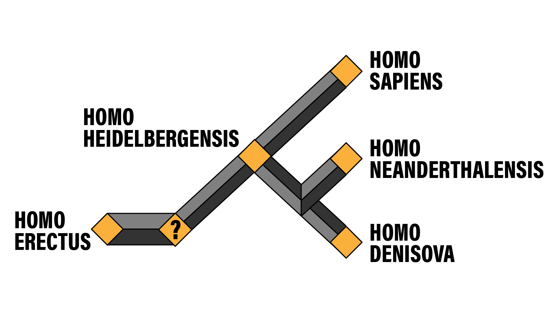 The approximate family tree of Homo sapiens and its predecessors. 