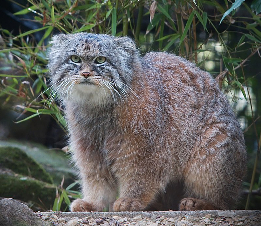 10 rare animals you can still encounter in Russia (PHOTOS) - Russia Beyond