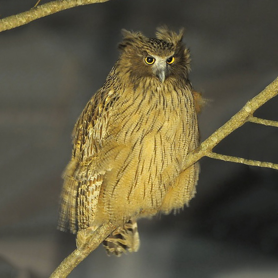 10 rare animals you can still encounter in Russia (PHOTOS) - Russia Beyond