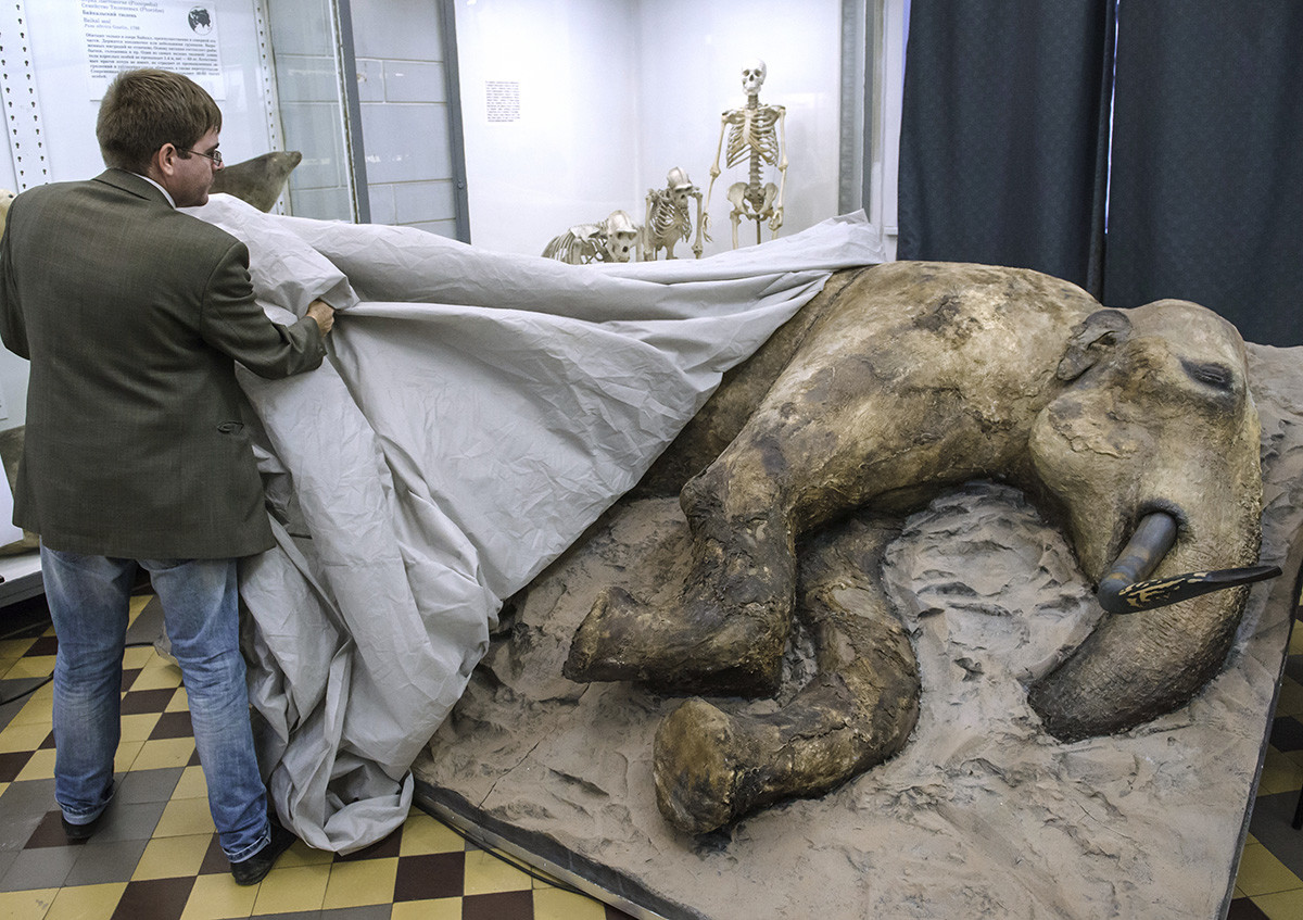 Présentation, au Musée zoologique de Saint-Pétersbourg, d'un mammouth mâle découvert en août 2012 sur la péninsule de Taïmyr (Arctique). Les restes de ce mammouth de 15 ans ont été trouvés par le fils de 11 ans d'un éleveur de rennes nénètse, qui a donné son nom à cet animal vieux de 30 000 ans.