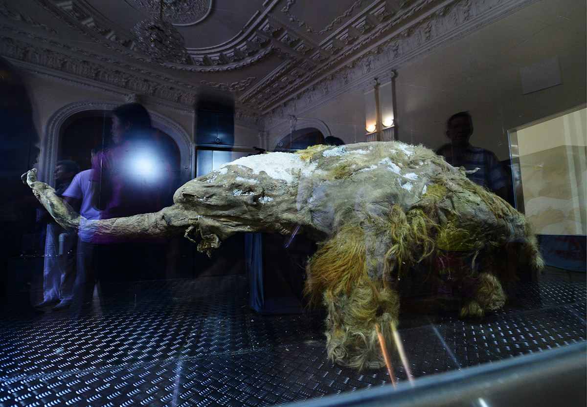 Les restes momifiés du mammouth Yuka exposés dans un environnement à basse température pour une exposition au Nouvel Ermitage, à Vladivostok. Yuka, le mammouth laineux sibérien le mieux préservé à ce jour, a été découvert dans le permafrost de Iakoutie en 2010.