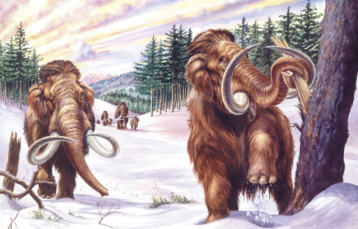 Algunos rusos creen todavía pueden vivir mamuts en la densa taiga siberiana.

