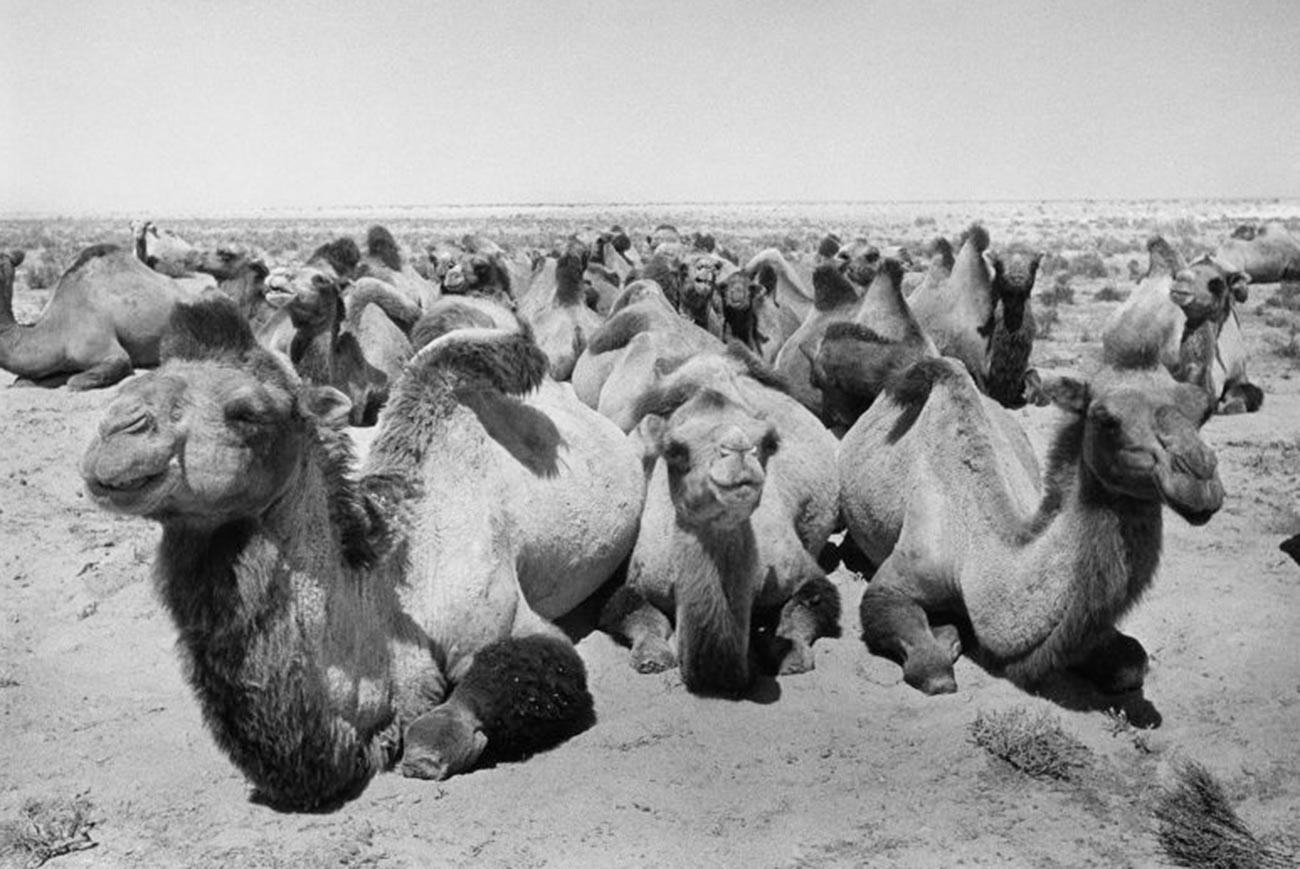 Camels in Kazakh steppes; August 1952.