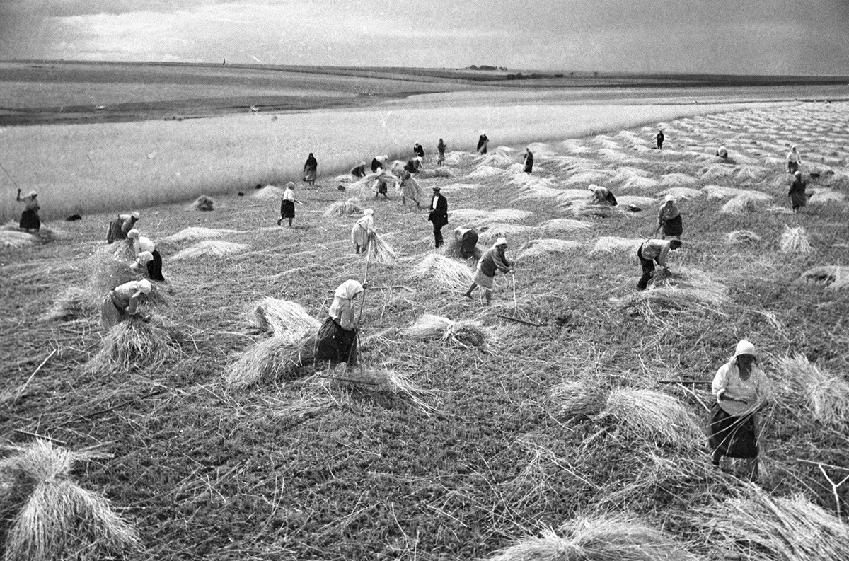 Collective farm harvest, Cherkasy Region, 1935  
