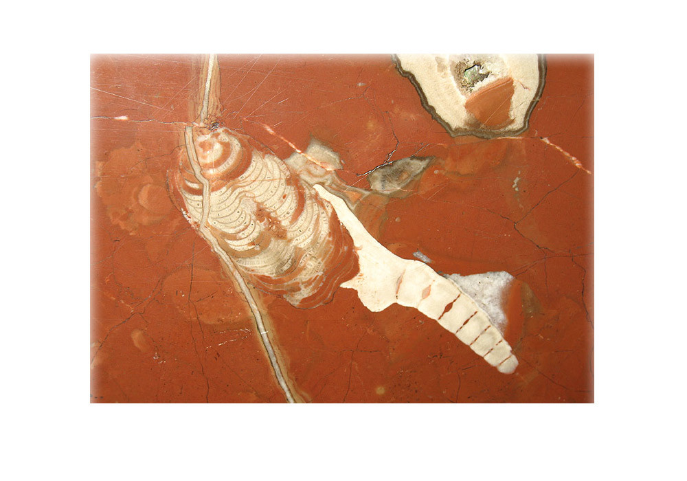 この化石は珍しい。2つの生物が一緒に成長してくっついた可能性が高い。”尻尾”と呼ばれているこの白い物体はウミユリ。スポンジ、普通は海綿綱という生物分類のサンプルにくっついている。/地下鉄カシールスカヤ駅