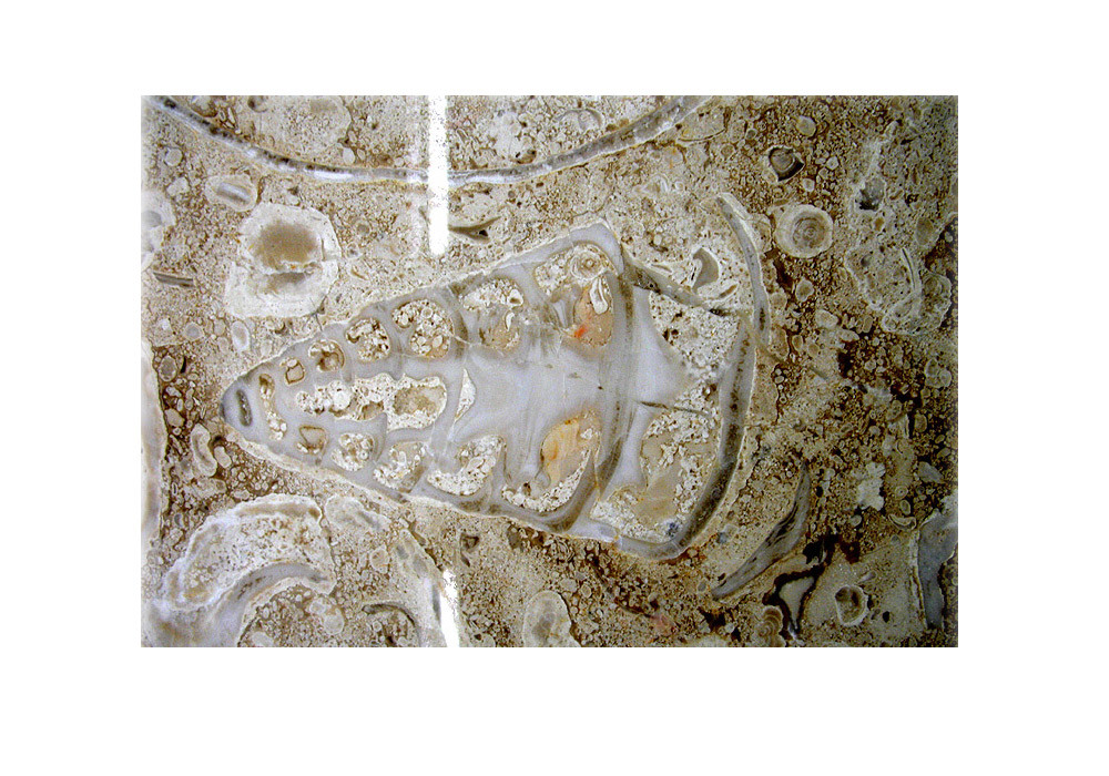 結晶質石灰岩の色は薄いから、化石を見つけるのは結構難しい。写真だと特に。詳細に観察するための唯一の方法は、画像のコントラストを高めること。この写真では殻も細部もはっきり見える。/地下鉄トルブナヤ駅