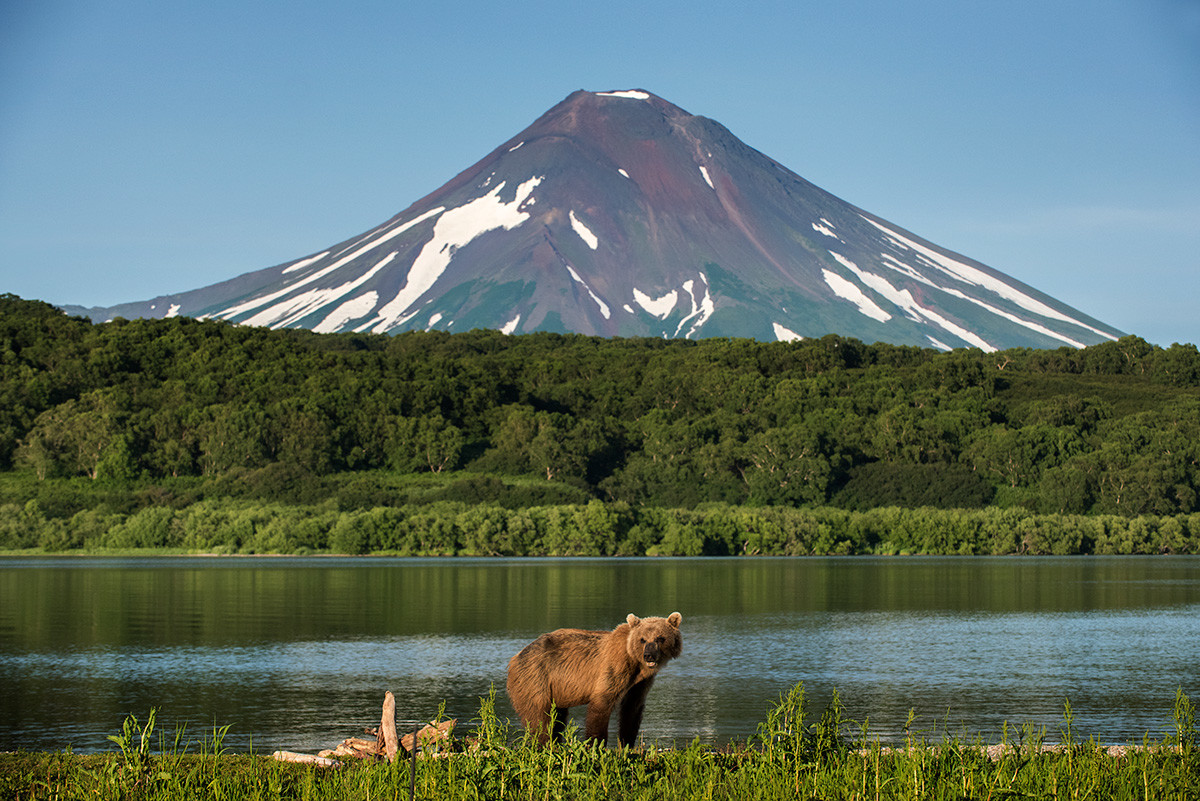 A bear at the Kuril Lake in Kamchatka