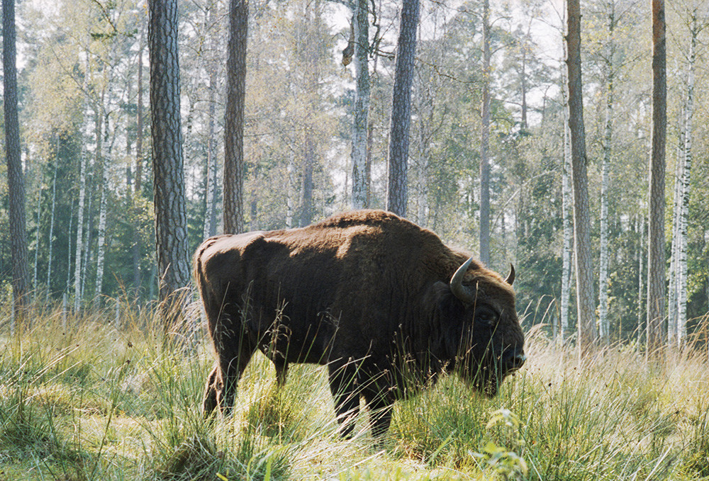 Le bison est l’emblème du Parc national de la forêt de Belovej, l’une des dernières forêts vierges d’Europe, 1989

