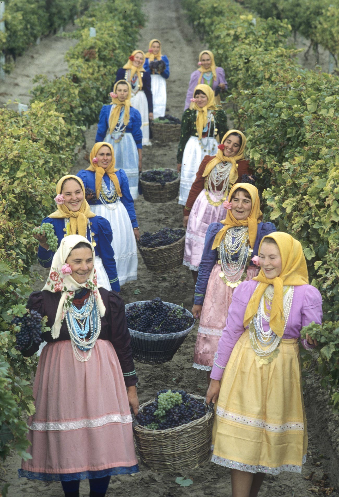 Берба на грозје во молдавско село, 1982 година.
