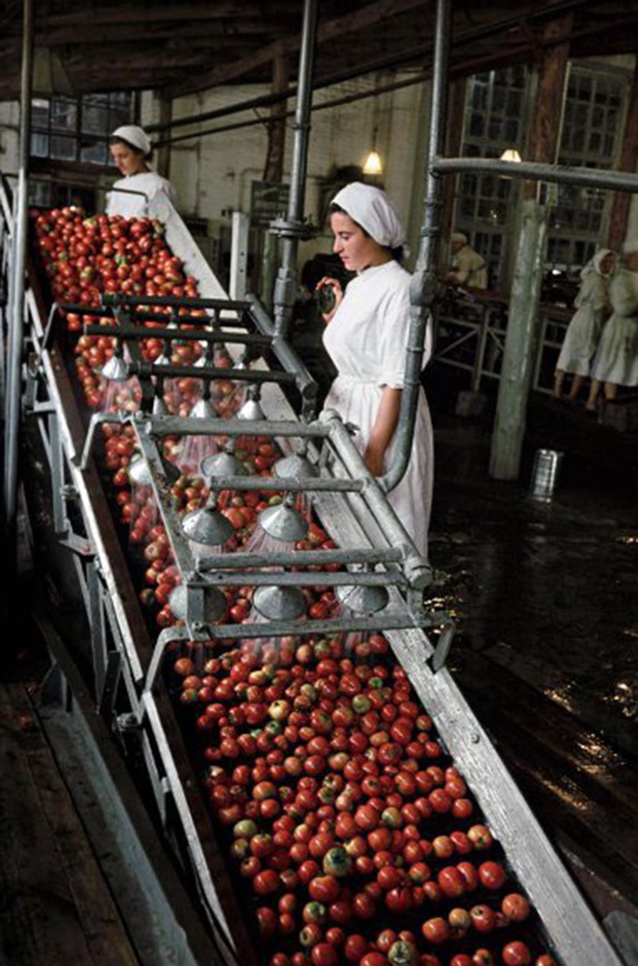 Suasana di pabrik pengalengan tomat Tiraspol, 1 Mei, 1953. 
