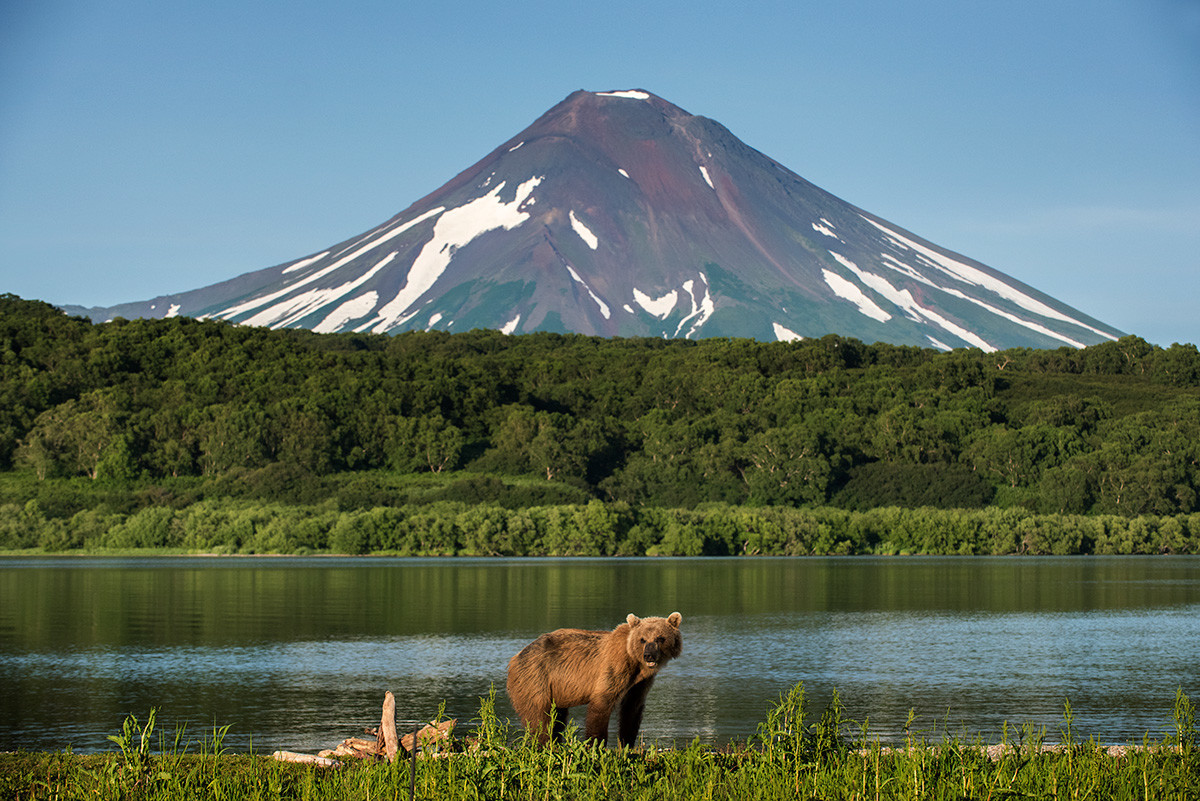 Medved ob Kurilskem jezeru na Kamčatki
