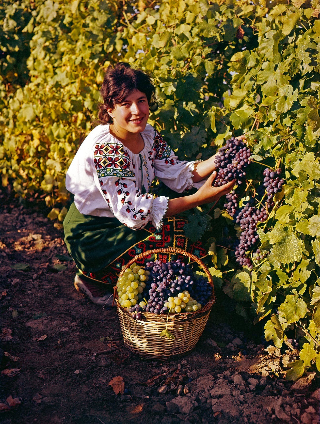 Colheita de uva na República Socialista Soviética da Moldávia, 1972