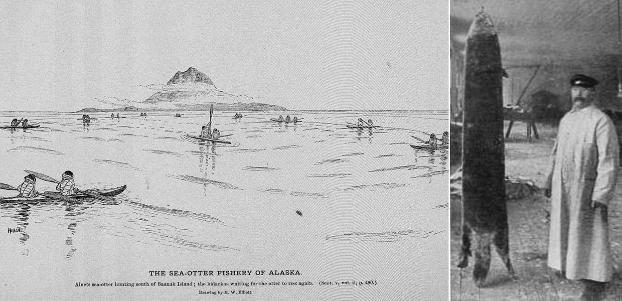 Sea-otter fishery of Alaska (L) and an Alaska black silver-tipped sea-otter (R)