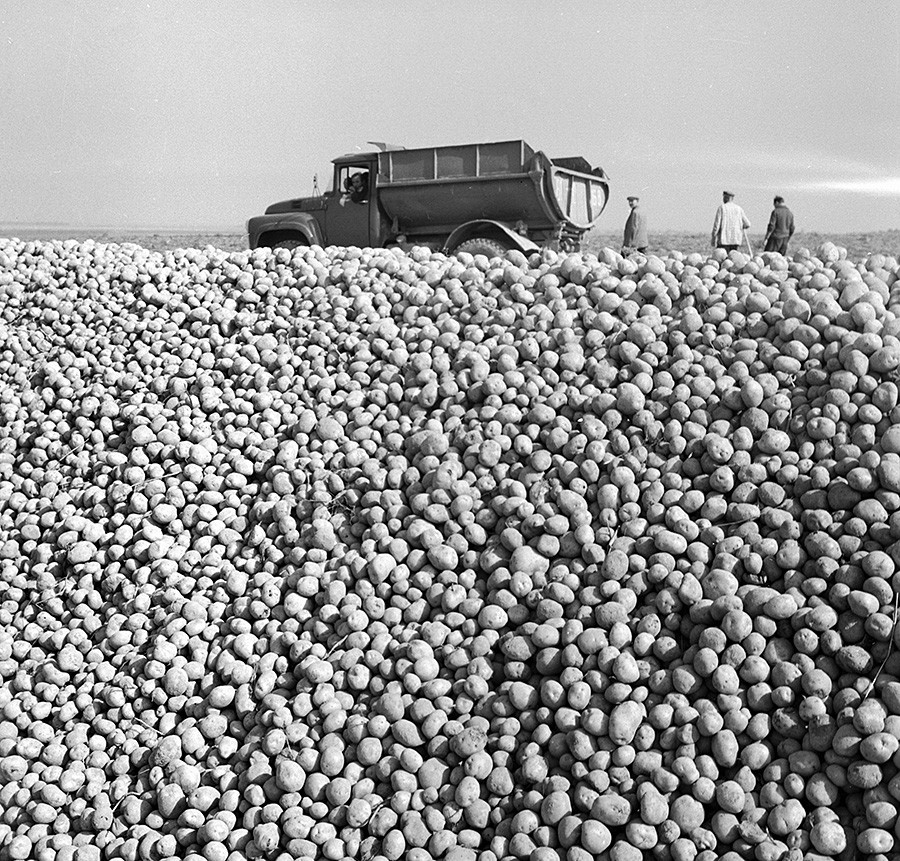 Panen kentang di pertanian kolektif, 1971.
