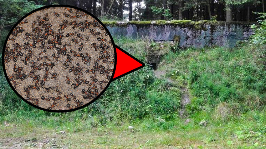 Il bunker nucleare dove è stata trovata la “colonia” di formiche, abbandonato dopo la caduta dell’Unione Sovietica
