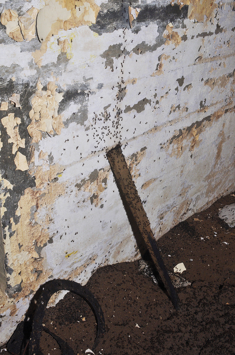 Парче даске прислоњено уза зид послужило је мравима као почетак стазе која води према таваници. Фотографија је направљена 18.09.2016.