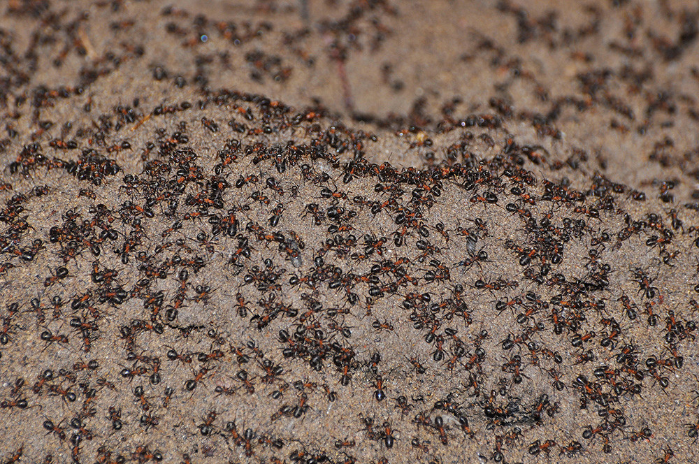 Густина мрава на „брдашцету“ од земље у бункеру била је висока онога дана када су постављене „степенице“. Фотографија је направљена 18.09.2016.