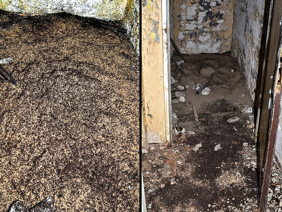 Close up showing the ant colony in the bunker. The ants survived by eating their dead nestmates.