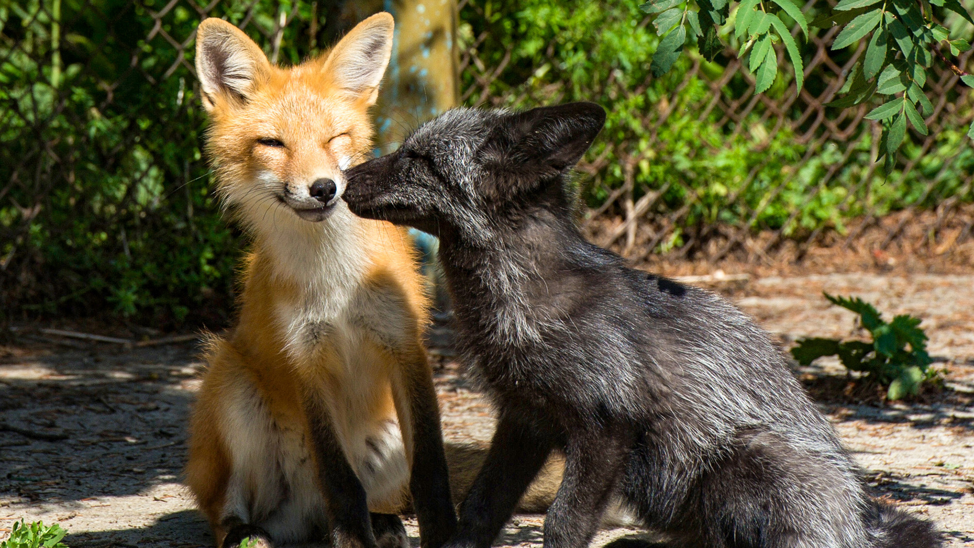 Tame foxes are seen here in the enclosure on the experimental farm of the Institute for Cytology and Genetics of the Russian Academy of Sciences Siberian Branch. 