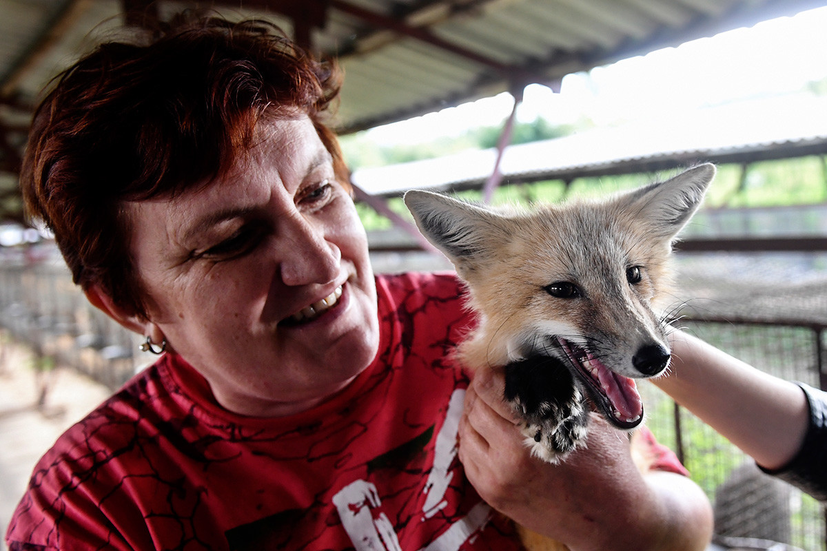 siberian fox farm experiment