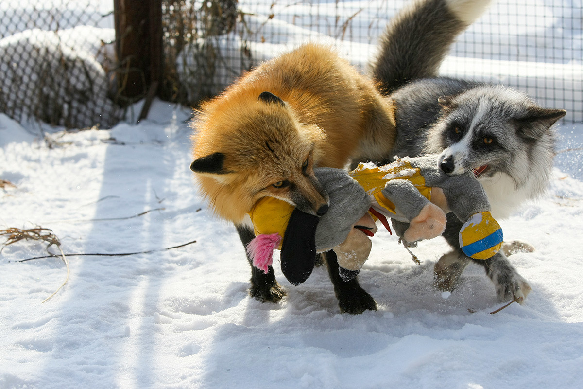 Raposas brincando no Instituto de Citologia e Genética em Novosibirsk
