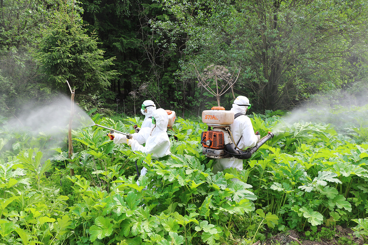 Radnici službe za dezinfekciju prskaju herbicidima borščevik u Podmoskovskoj oblasti.
