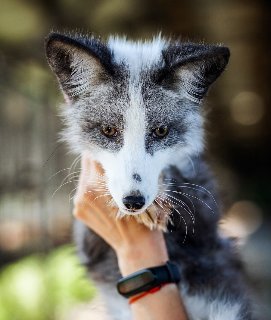 Renard Rusee Comment des généticiens sibériens ont domestiqué le renard - Russia ...