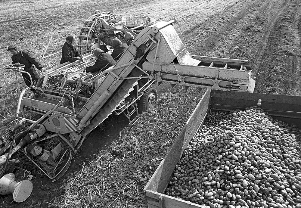 ジャガイモの収穫。1973年